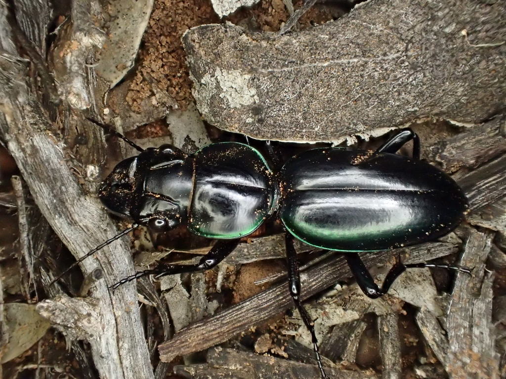 Conopterum superbum