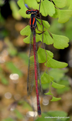 Calicnemia doonensis