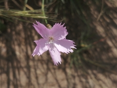 Dianthus basuticus