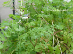 Fumaria flabellata