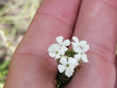Manulea buchneroides