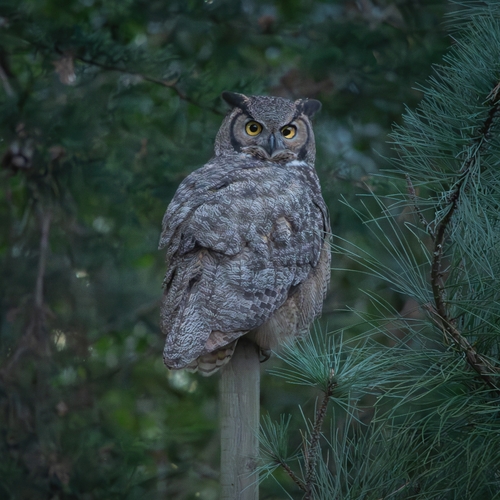 View observation of {o.common_name} on iNaturalist