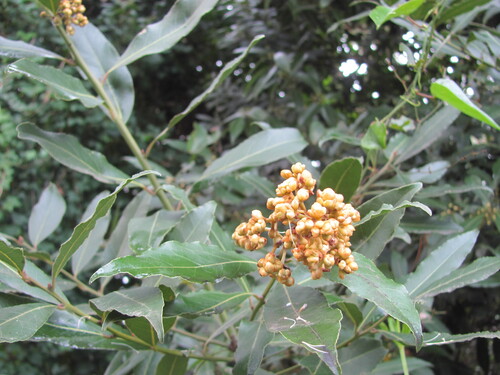 Laurus nobilis