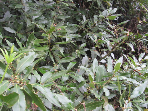 Laurus nobilis