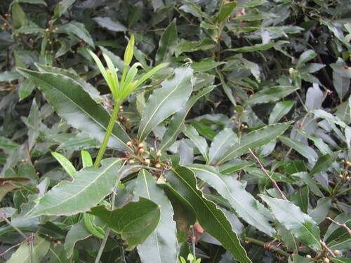 Laurus nobilis