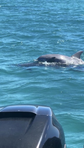 Common Bottlenose Dolphin observed by jordankpaul