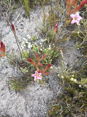 Adromischus caryophyllaceus