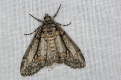 Smyriodes trigramma