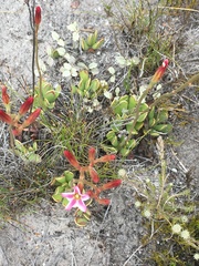 Adromischus caryophyllaceus