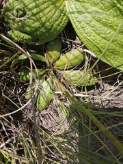 Manulea buchneroides