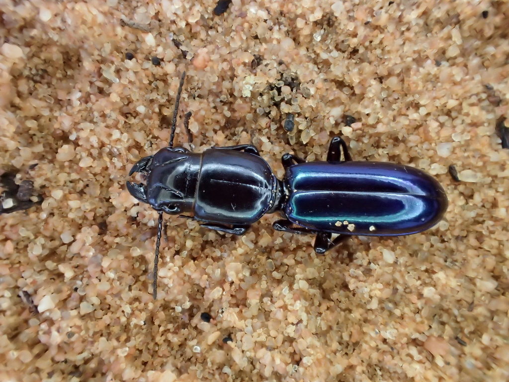Carenum purpuratum
