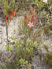 Adromischus caryophyllaceus