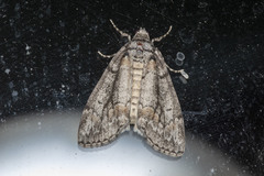 Smyriodes trigramma