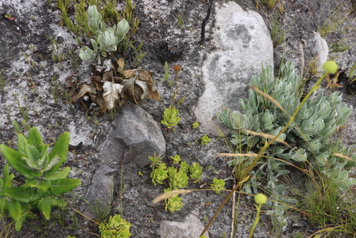 Tooth Swampdaisy (Osmitopsis dentata)