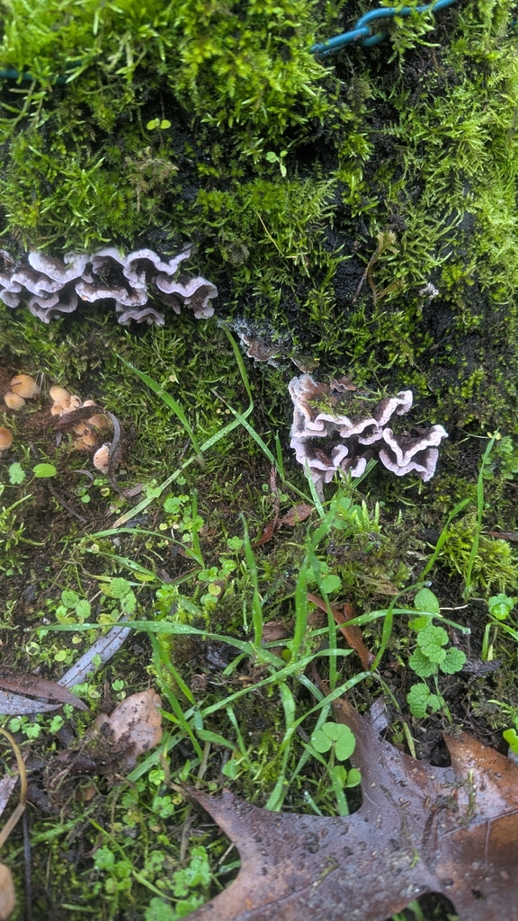 Chondrostereum purpureum · January 2026 · photo: © hosquillar (iNaturalist, cc-by)