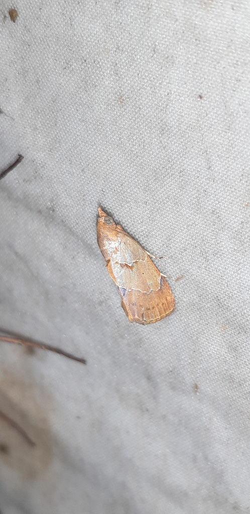 Arsaciodes