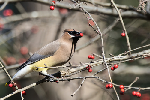 Cedar Waxwing photographed in Alabama