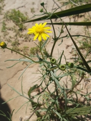 Senecio glaucus