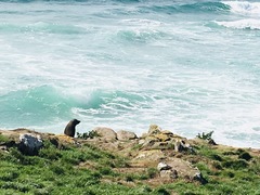 Arctocephalus forsteri