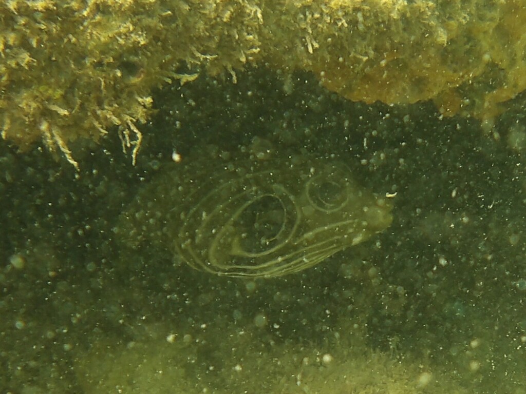 Reticulated Pufferfish