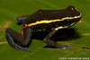 Spot-legged Poison Frog - Photo (c) Todd Pierson, some rights reserved (CC BY-NC-SA)