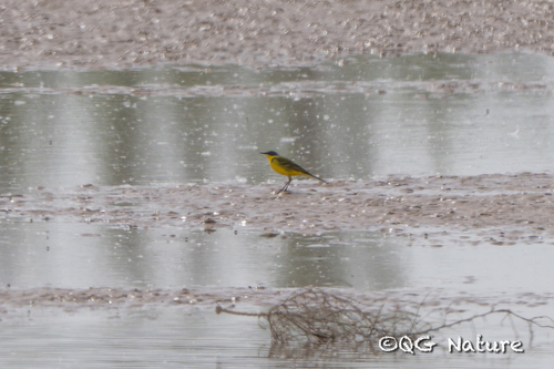 Manchurian Yellow Wagtail