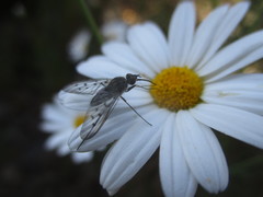 Phthiria antiqua