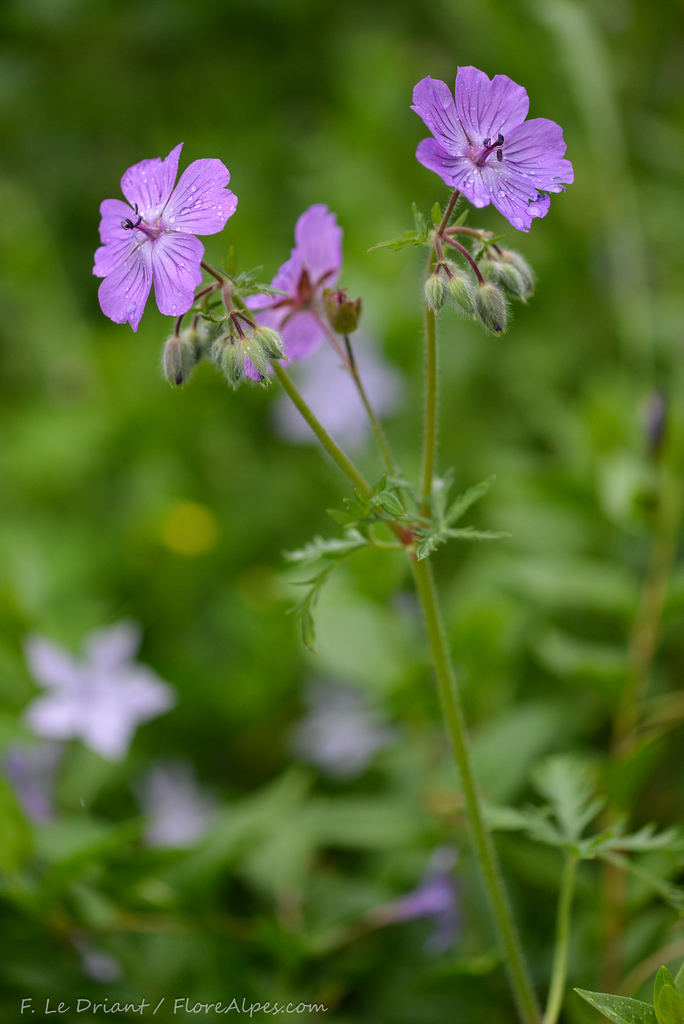 Geranium malviflorum