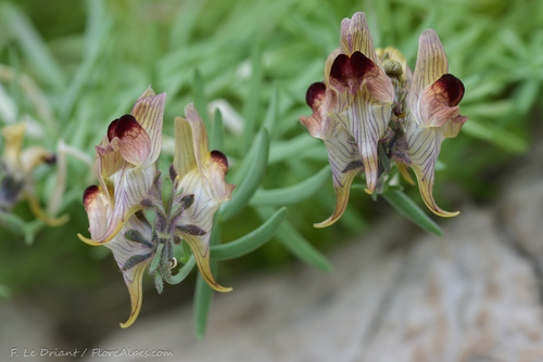 Linaria tristis (L.) Mill.