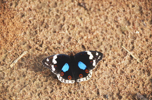 Blue-spot Pansy