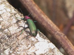 Strongylium auratum