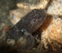 Tidal Goby photo 2