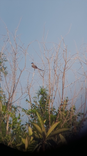 Fork-tailed Flycatcher