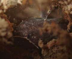 Tidal Goby photo 3