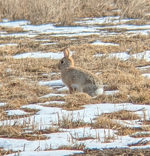 Mountain Cottontail observed by benewing