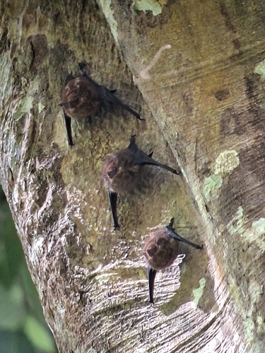 Lesser Sac-winged Bat