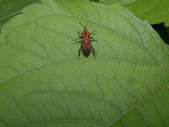 Rhodobaenus