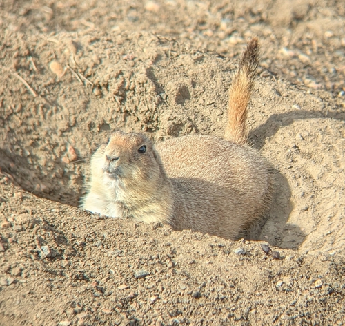 Black-tailed Prairie Dog observed by benewing