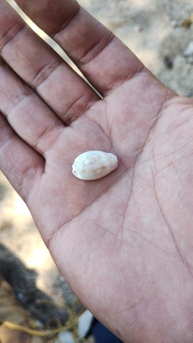 Cypraea albuginosa observed 2026-01-11