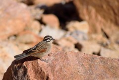 Emberiza capensis