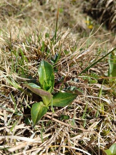 Gentian Speedwell (Veronica gentianoides)