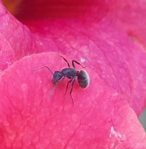 Camponotus mus