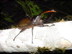 Dynastes septentrionalis