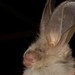 Slit-faced Bats - Photo (c) Joubert Heymans, some rights reserved (CC BY-NC-ND), uploaded by Joubert Heymans