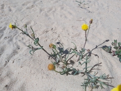 Senecio glaucus
