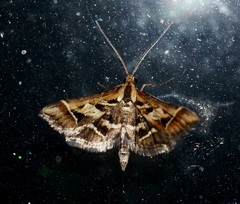 Diasemia grammalis