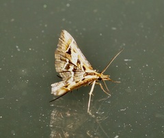 Diasemia grammalis