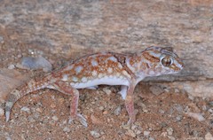 Chondrodactylus angulifer