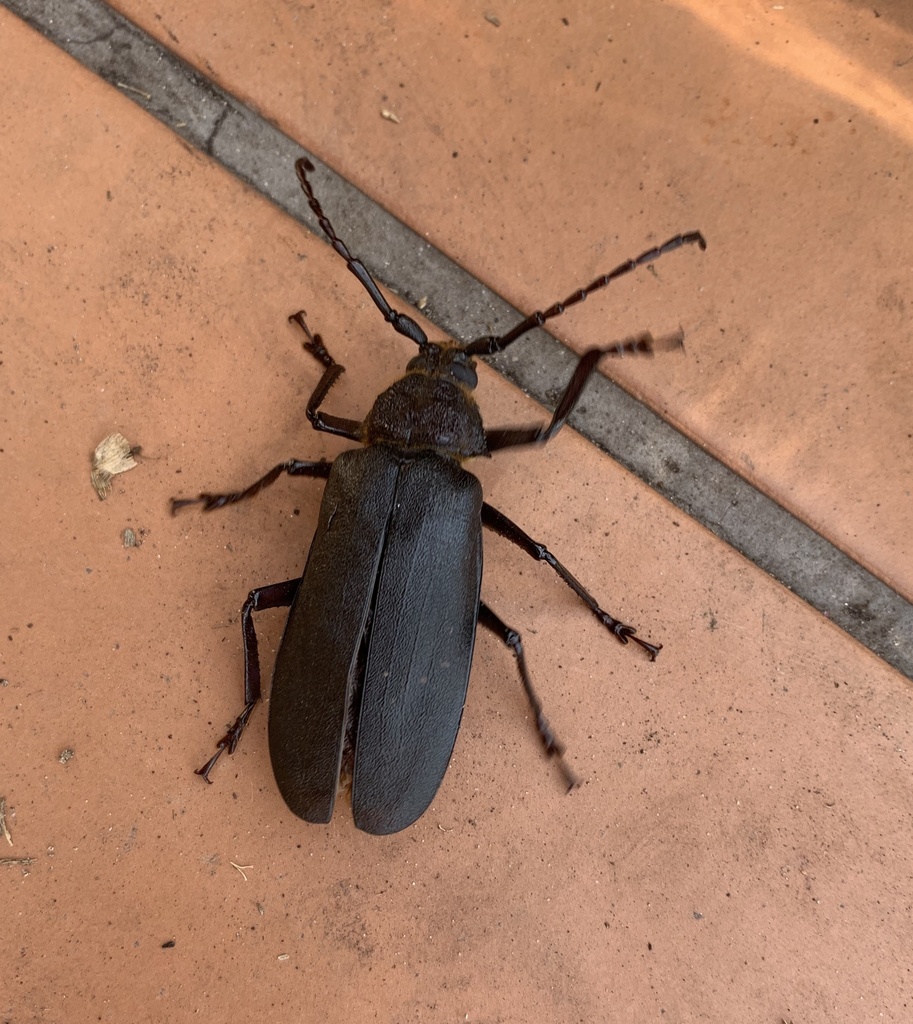 Paramacrotoma dimidiaticornis