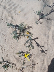 Senecio glaucus